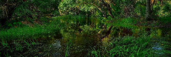 Stany Zjednoczone, Park stanowy Myakka River, Trawa, Rośliny, Stan Floryda, Drzewa, Las, Rzeka Myakka River