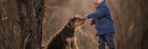 Drzewo, Pies, Chłopczyk, Terrier, Młody