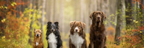 Owczarek australijski, Kundelek, Krzewy, Polanka, Owczarek szetlandzki, Labrador retriever, Las, Psy