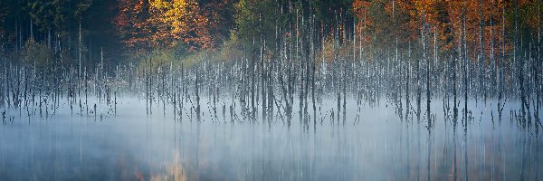 Mgła, Las, Rumunia, Okręg Neamt, Drzewa, Jezioro Lacul Cuejdel, Miejscowość 
Garcina, Jesień