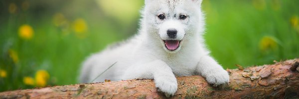 Słodki, Siberian husky, Szczeniak, Biały