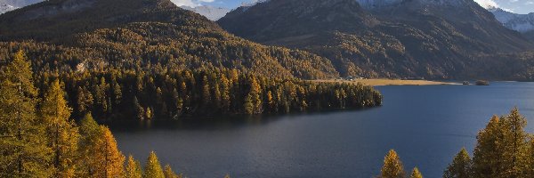 Szwajcaria, Jezioro Silsersee, Góry Alpy, Drzewa, Lasy