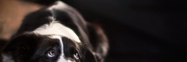 Border collie, Leżący