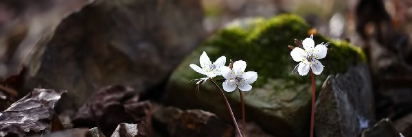 Kwiatki, Eranthis byunsanensis, Ranniki, Wiosenne