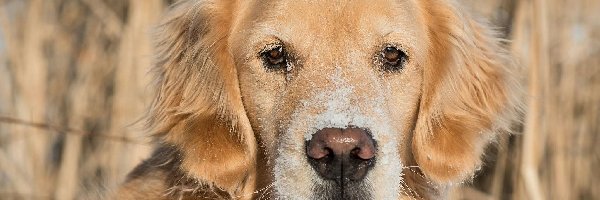 Mordka, Golden retriever, Pies