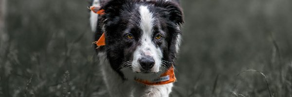 Chustka, Border collie