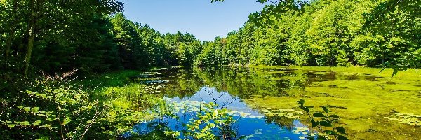 Park, Roślinność, Staw, Liście, Drzewa