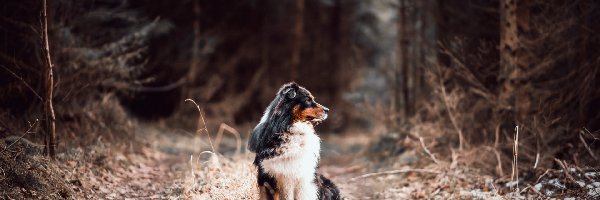 Australian shepherd, Las, Droga, Owczarek australijski