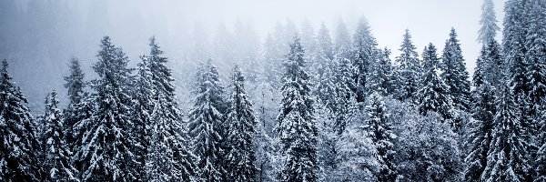 Drzewa, Zima, Świerki, Mgła, Las