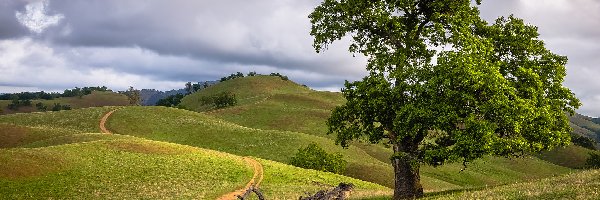Wzgórza, Łąki, Ścieżka, Chmury
, Drzewo