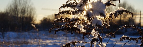 Przebijające, Uschnięta, Roślina, Światło, Śnieg, Zima