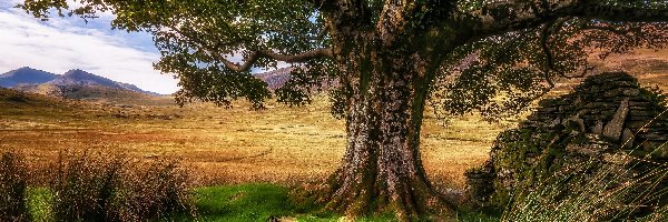 Trawa, Park Narodowy Snowdonia, Dolina Nant Gwynant, Walia, Wielka Brytania, Drzewo, Góry