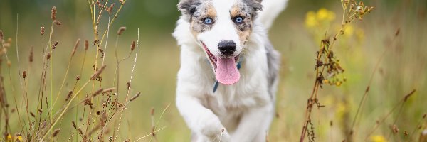 Łąka, Border collie