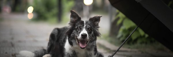 Border collie, Parasol, Chodnik, Pies