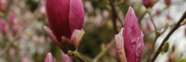 Magnolia, Różowa, Ciemno
