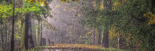 Jesień, Liście, Przebijające, Ławka, Park, Mgła, Światło