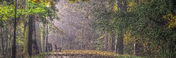 Jesień, Liście, Przebijające, Ławka, Park, Mgła, Światło