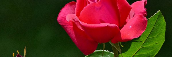 Róża, Listki, Pączek, Czerwona