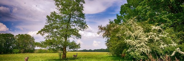 Lato, Sarna, Drzewo, Łąka