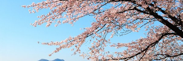 Kwitnące drzewo wiśni - Japonia.