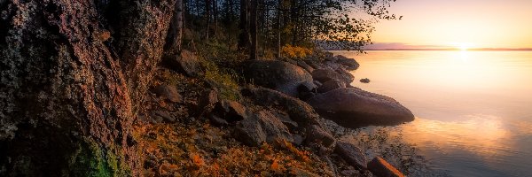 Jezioro Näsijärvi, Prowincja Finlandia Zachodnia, Kamienie, Drzewa, Region Pirkanmaa, Jesień, Wschód słońca, Finlandia
