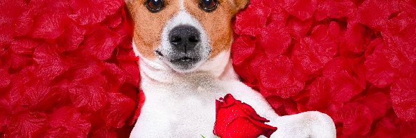 Pies, Róża, Jack Russell terrier, Płatki, Czerwone