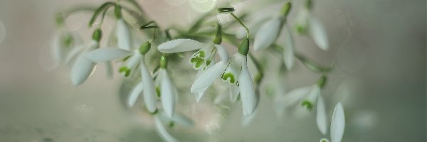 Przebiśniegi, Kwiaty, Białe, Zbliżenie, Krople