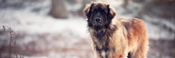 Natura, Tło, Rozmyte, Leonberger