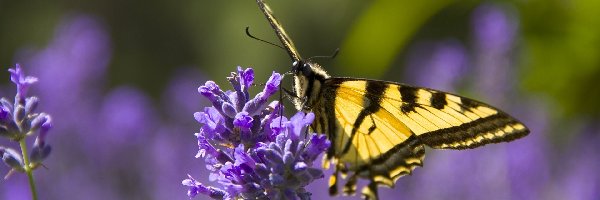 Lawenda wąskolistna, Motyl monarha