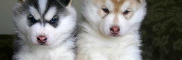 Siberian Husky, szczeniaki, dwa
