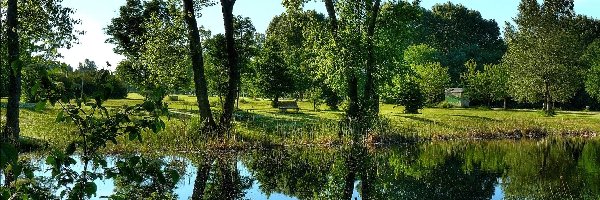 Staw, Drzewa, Roślinność, Park