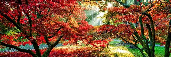Jesień, Liście, Alejki, Drzewa, Park, Słońca, Promienie