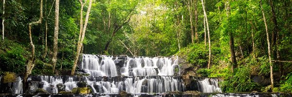 Drzewa, Prowincja Saraburi, Tajlandia, Las, Park Narodowy Namtok Sam Lan, Wodospad Sam Lan Waterfall