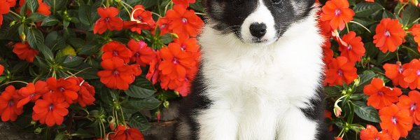 Border Collie, Kwiatki, Czerwone, Piesek