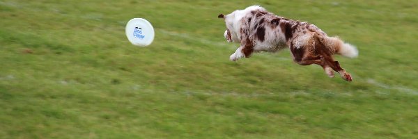 Frisbee, Border Collie