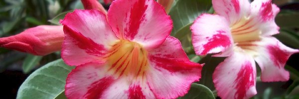 Kwiaty, Adenium