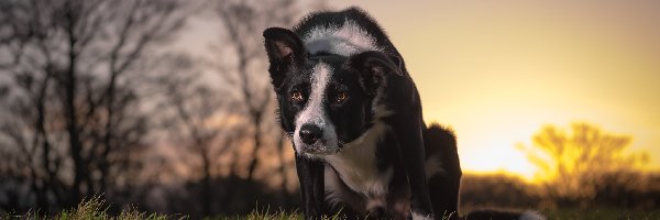 Border collie, Trawa, Łąka, Pies