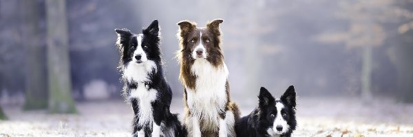 Border collie, Trzy