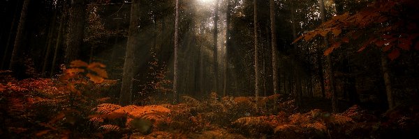 Las, Przebijające światło, Paprocie, Jesień