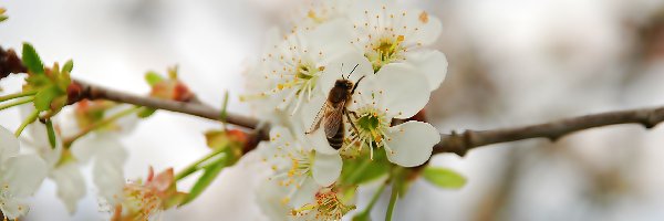 Pszczoła, Wiśnia, Kwitnąca
