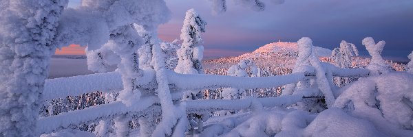 Finlandia, Drzewa, Ogrodzenie, Góry, Zima, Laponia, Rezerwat Valtavaara