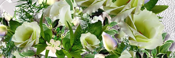 Róże, Białe, Kwiaty