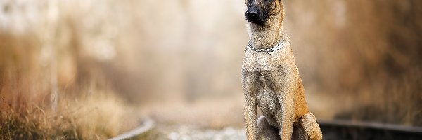 Rozmyte, Tory, Kamienie, Rośliny, Owczarek belgijski malinois, Pies