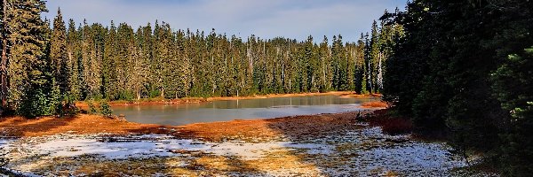 Las, Śnieg, Pierwszy, Jezioro