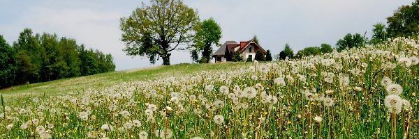 Dmuchawce, Domek, Drzewa, Łąka