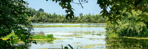 Rośliny, Lato, Drzewa, Jezioro