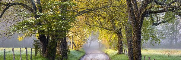 Drzewa, Park Narodowy Great Smoky Mountains, Dolina Cades Cove, Stan Tennessee, Stany Zjednoczone, Droga, Wiosna