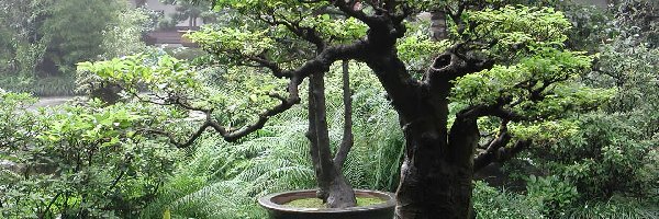 Bonsai, Domek, Ogród, Drzewka