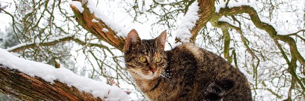Kot, Drzewo, Zima, Bury