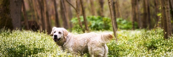 Łąka, Golden Retriever